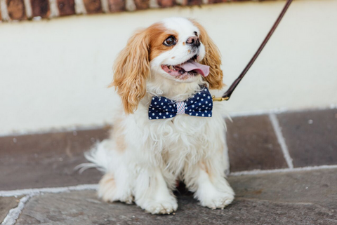Preppy Red White and Blue Patriotic Pup Seersucker Bow Tie Dog Collar