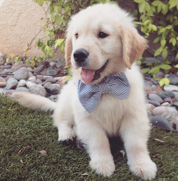 Navy Stud Fashion Bow tie Dog Collar