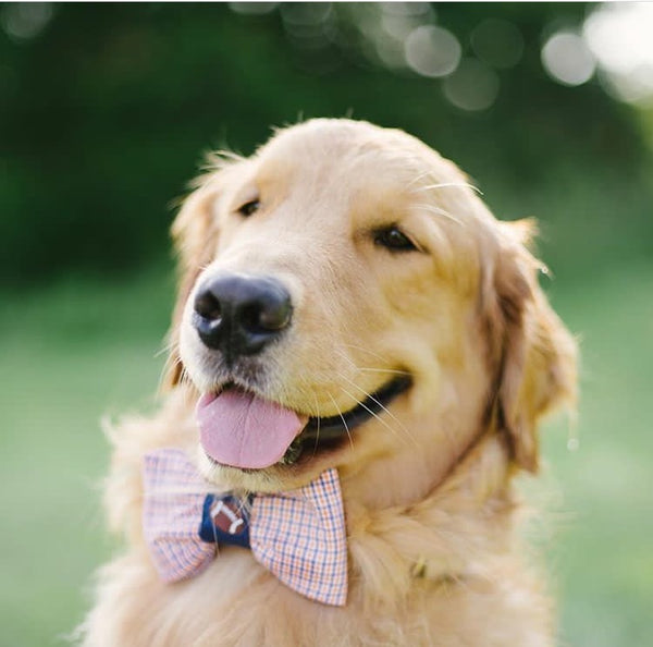 Navy Stud Fashion Bow tie Dog Collar